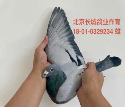 ���Ǹ�ҵ���³���һ�š�ֱ��-039234