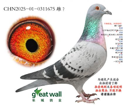 10.����ҫ�Ž�Ѫ���.0311675