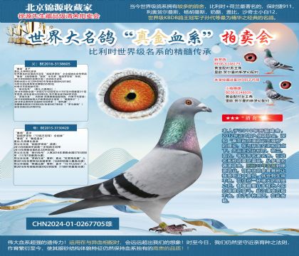 盖比“鲁迪”直子X直女24-0267705雄