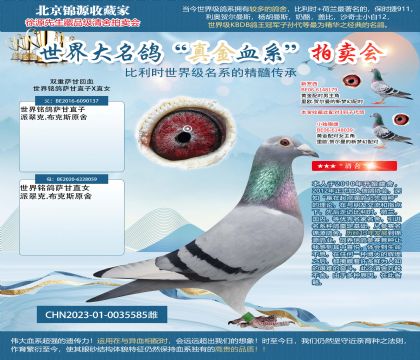 世界铭鸽萨甘直子X直女23-0035585雌