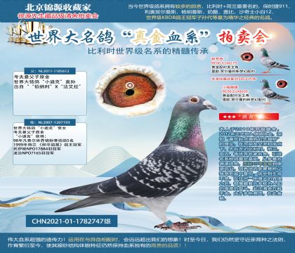 考夫曼小迪克21-1782747雄