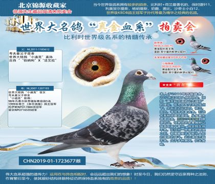 考夫曼小迪克19-1723677雌