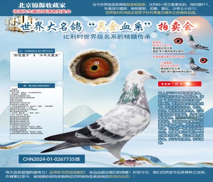 雷德曼“好花直子”X“斗牛犬直女”X“莉迪娅”