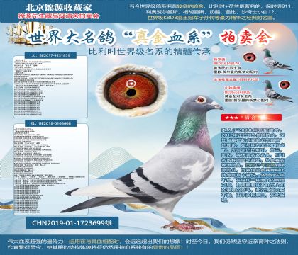 “基特尔直子” X奥林匹克基特尔006直女19-172369