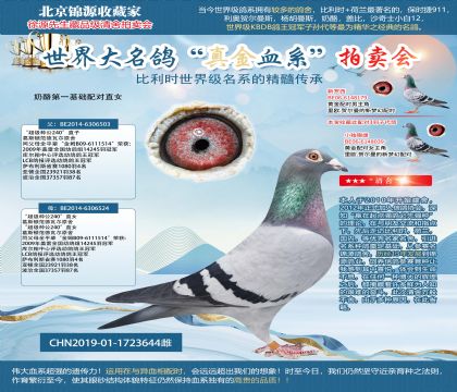 “超级种公240”直子X直女19-1723644雌