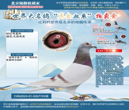 好红号直孙X006外孙24-0267745雄