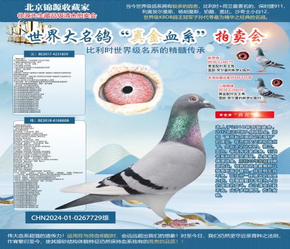 基特尔直子X“奥林匹克基特尔006直女24-0267729雄