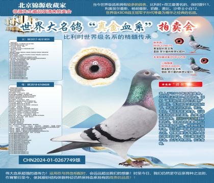 基特尔直子X“奥林匹克基特尔006直女24-0267749雄