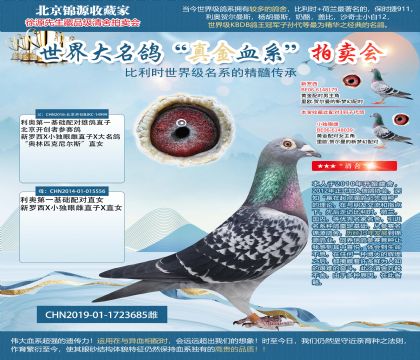 新罗西x小独眼雌X尼尔斯19-1723685雌