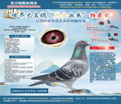 新罗西x小独眼雌直子X大名鸽“奥林匹克尼尔斯”直女