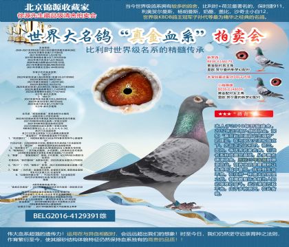 PIPA菁英育种中心“保时捷911父平辈”