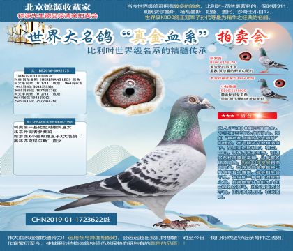 “奥林匹克03回血直孙”X利奥第一基础配对雄鸽直女