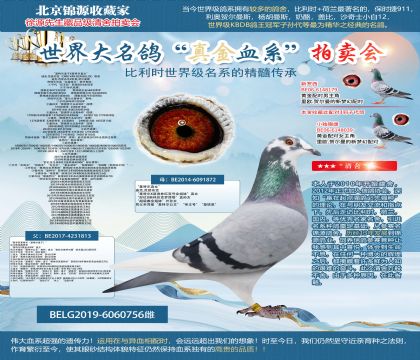 迪克.范登布克原舍-“基特尔直子X基特尔直女”