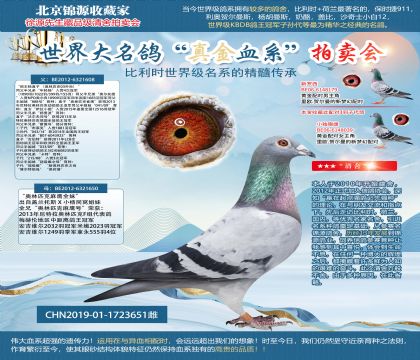 利奥鸽王杨X麻鹰19-1723651雌