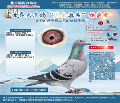 利奥第一基础配对双重回血22-0345998雌