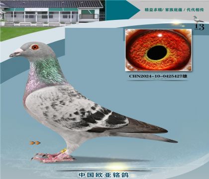 ���°���Ƹ���ŷԪ801X������ֱ��Ů061