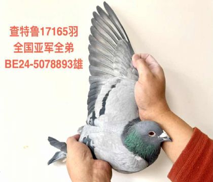 ����³ȫ��17165���Ǿ�ȫ��-5078893