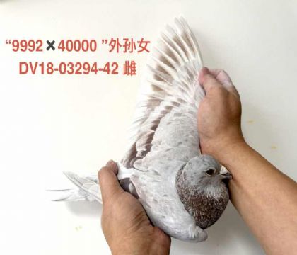 �ú조9992��4000����18-42