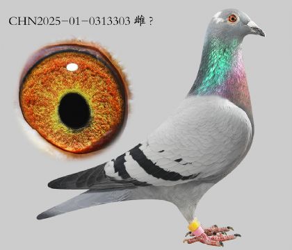 4.�Ǳ�x��ʱ��Ѫϵ.0313303