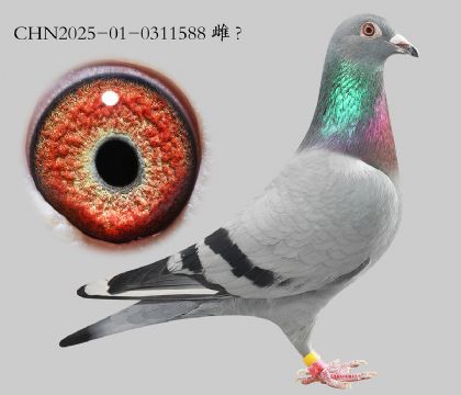 5.��������ŷ���.0311588