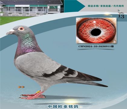 ղɭ427X520ֱ��919X��ĸ004����