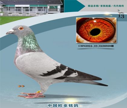 ·��˹����778X����333����