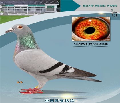 �Ǳ�ԭ��³�ϻ�185X�������123