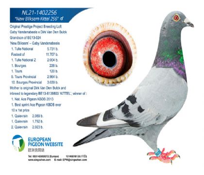 新闪电号直孙1402256