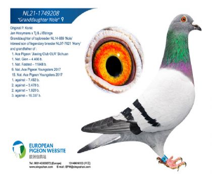 诺尔直孙女”-“哈利直孙X保时捷911外孙女1749208