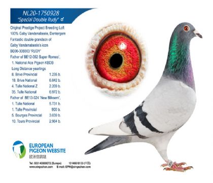 鲁迪回血直孙1750928