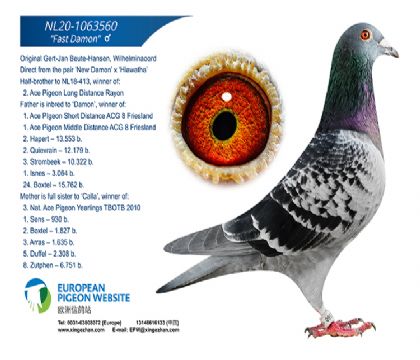 速度戴蒙 布特-汉森 Beute Hansen 原舍