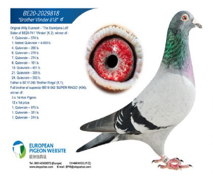 蝴蝶号全兄弟BE20-2029818