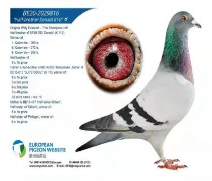 唐纳德半兄弟BE20-2029816