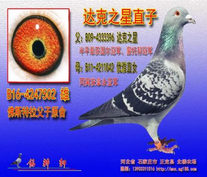 佛斯特拉原舍,大颗之星直子,正常做育