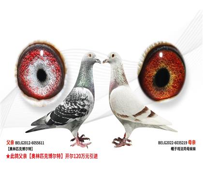 �ڿ��������ƥ�˲��������