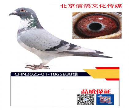 ǧ����13��ֱ��5838��