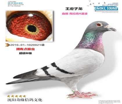 �����������ʺ�848ֱ�ӣ���������