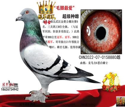 �۸�ĸ��һ�������5��ȫ��