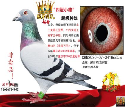 雄鸽父亲一天南铜都94外祖父