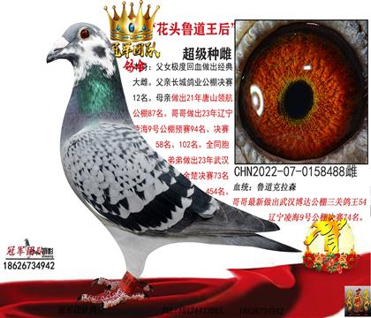 雄鸽母亲一花头鲁道王后