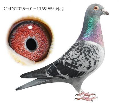 1.����x������x�Ǳ�.1169989