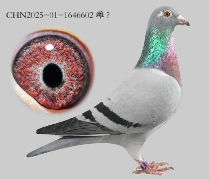 4.��ʱ��x����x����.1646602