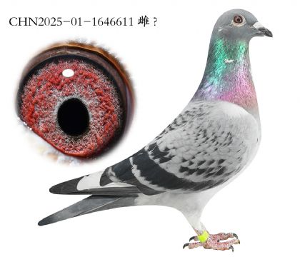 6.��ʱ�ݽ�Ѫ.1646611