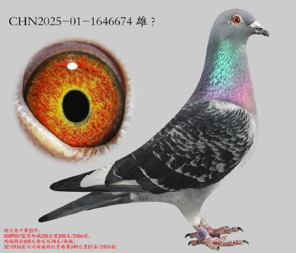 8.ʤ�¸��������Ӵ�.1646674