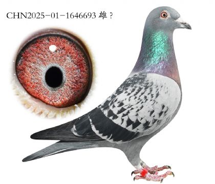 9.��ʱ�ݽ�Ѫ.1646693