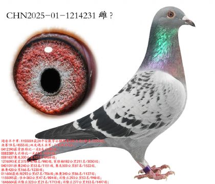 11.����x����x��ʱ��.1214231