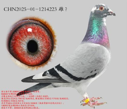 14.ʤ��һ�ؼ���ƽ��.1214223