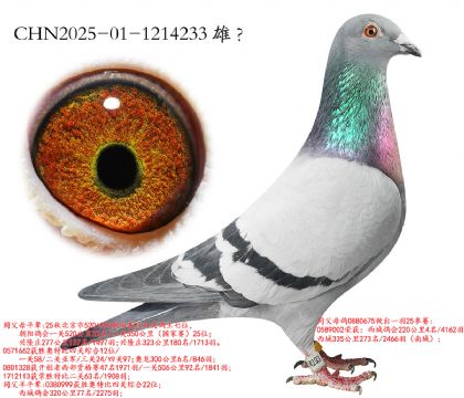 15.�������˫������ƽ��.1214233