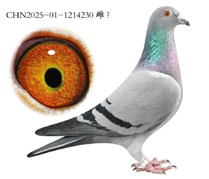 2.����Ѫϵ.1214230