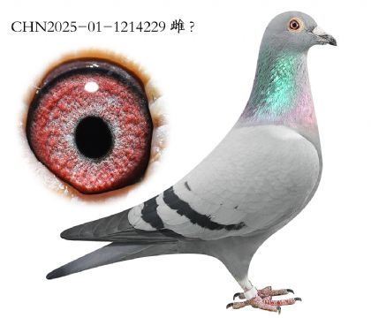 1.����Ѫϵ.1214229